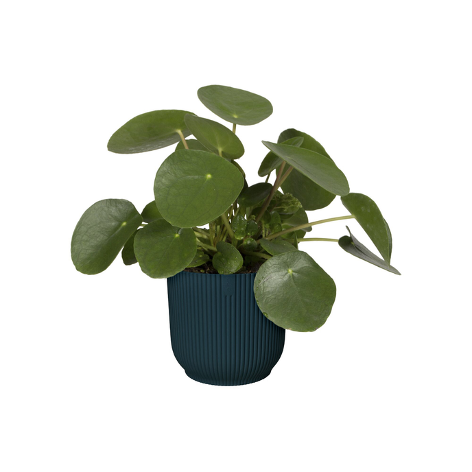 vibes fold rund 22cm tiefes blau